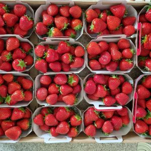 Barquette de fraises 250g
